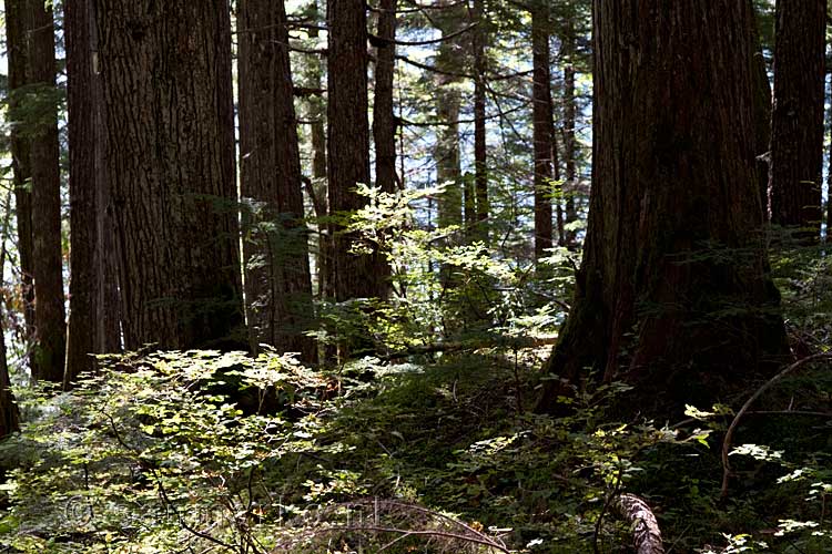 Door de mooie bossen wandelen we langs de oever van Clearwater Lake in Wells Gray Prov. Park