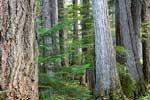 Het mooie bos bij Clearwater Lake in Wells Gray Provincial Park