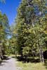 Het wandelpad over de onverharde weg richting de Moul Falls in Wells Gray Prov. Park