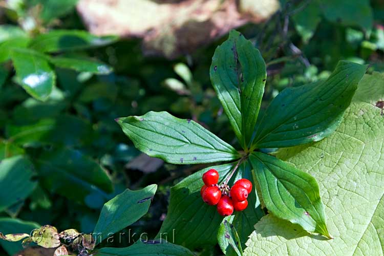 Cornus Canadensis langs het wandelpad bij de Moul Falls