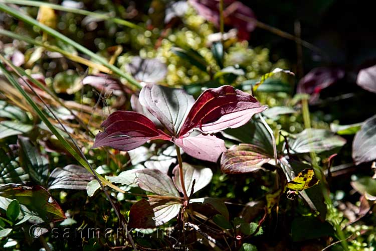 Cornus Canadensis in herfstkleuren naast het wandelpad bij Moul Falls