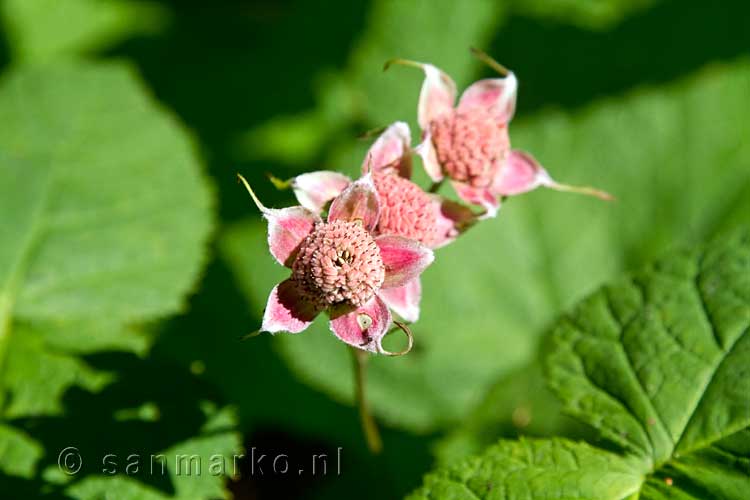 Mooie wilde bloemen langs het wandelpad naar de Silvertip Falls in Wells Gray Prov. Park