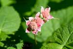 Mooie wilde bloemen langs het wandelpad naar de Silvertip Falls in Wells Gray Prov. Park