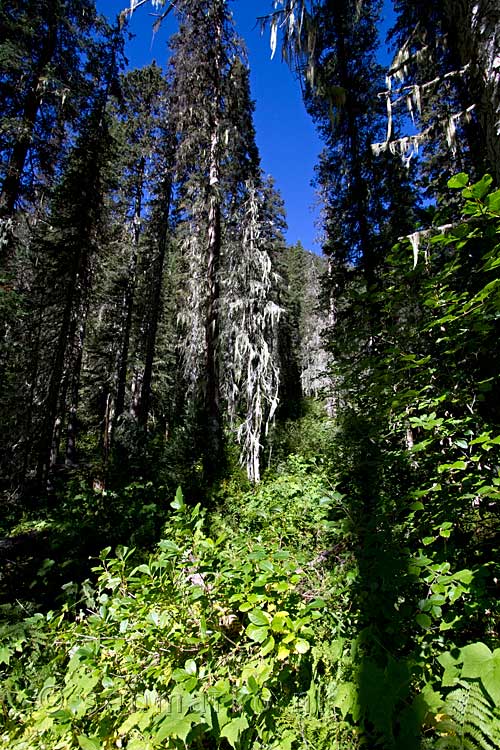 Door de begroeiing zoeken we het wandelpad naar de Silvertip Falls in Canada