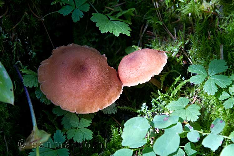 In de herfst mooie paddenstoelen langs het wandelpad in Wells Gray Provincial Park