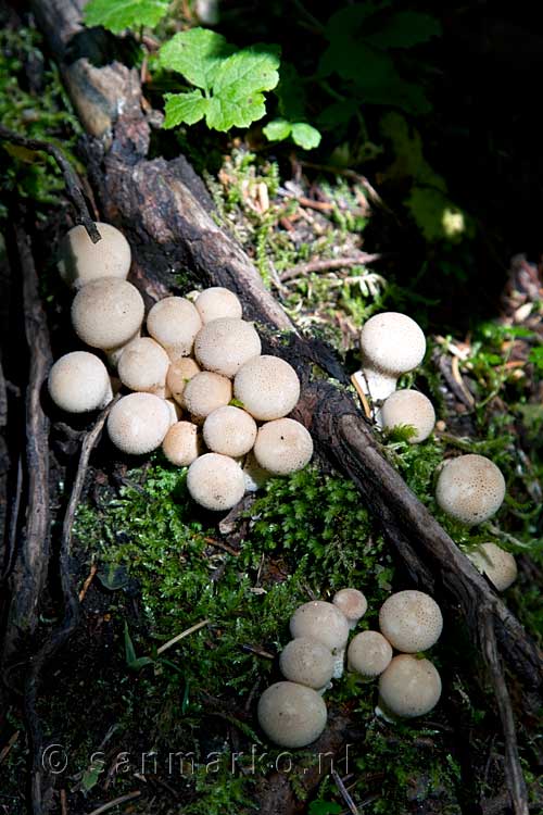 Mooie paddenstoelenkolonie langs het wandelpad bij de Silvertip Falls