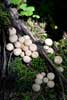 Mooie paddenstoelenkolonie langs het wandelpad bij de Silvertip Falls