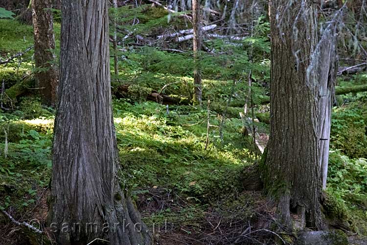 Het oerbos bij de Spahats Falls in Wells Gray Provincial Park