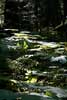 Devil's Club (Oplopanax horridus) bij de Spahats Falls in Canada