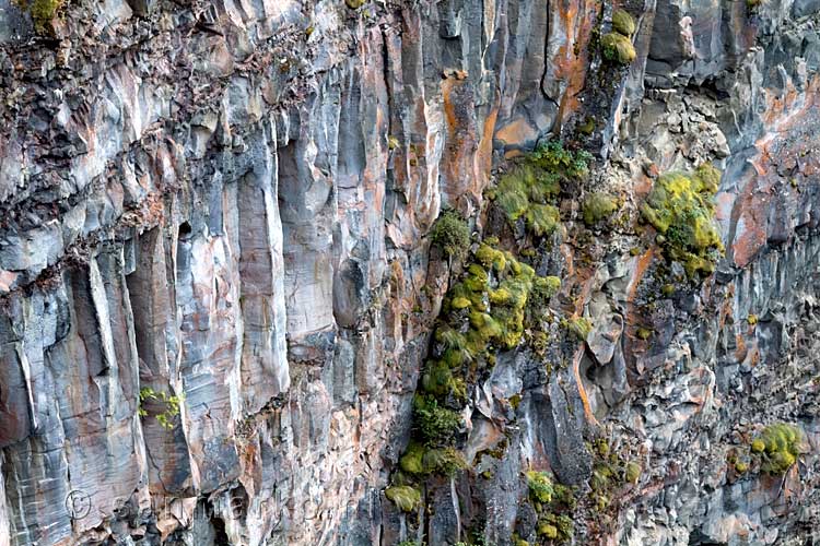 Begroeiing op de rotsen bij de Spahats Falls in Wells Gray Prov. Park