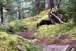 Het mooie bos van de West Lake Loop in Wells Gray Provincial Park