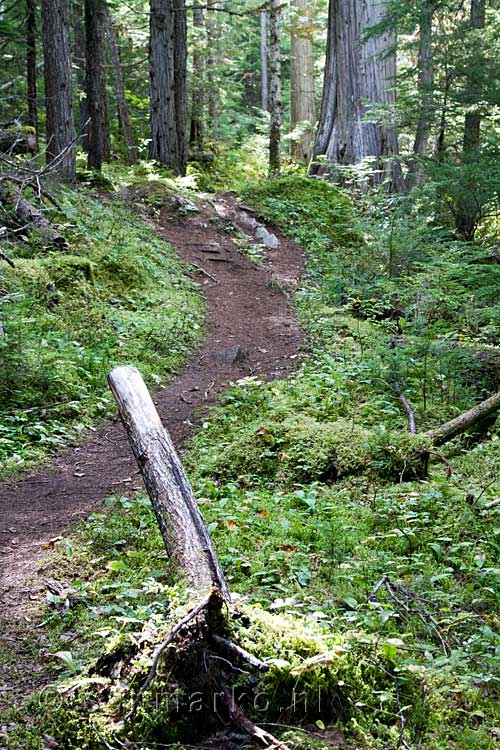 Het wandelpad van de West Lake Loop bij Clearwater in Canada