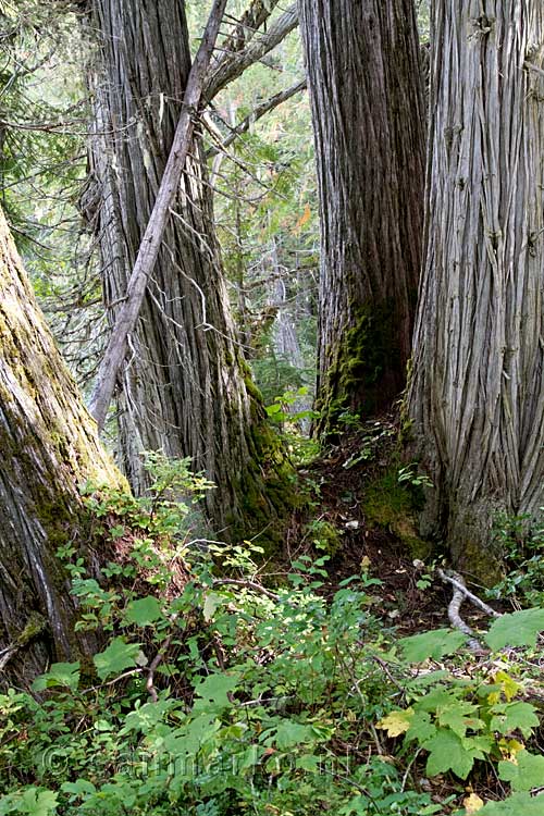 Het bos van de West Lake Loop in Wells Gray Provincial Park