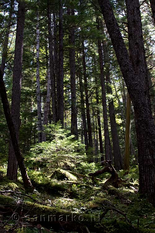 Een kleine dennenboom verlicht door de zon in Well Gray Provincial Park