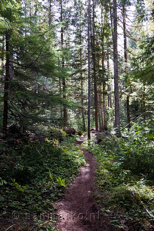 Het wandelpad van de West Lake Loop in Wells Gray Provincial Park