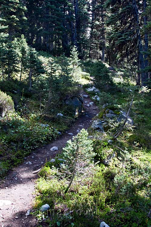 Het wandelpad door het bos op de Blackcomb Mountain