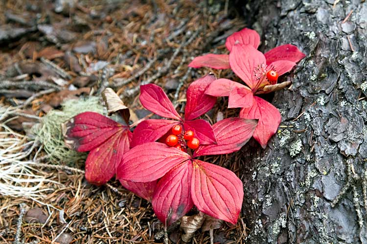 Cornus Canadensis in herfstkleuren bij Emerald Lake