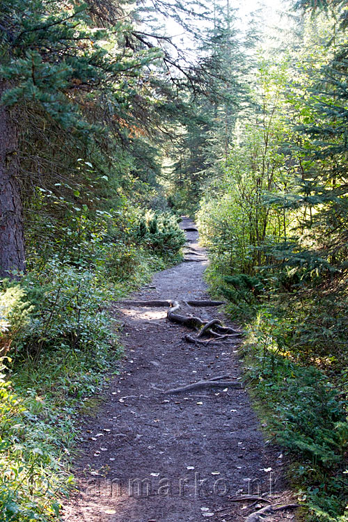 Het begin van het wandelpad naar de Wapta Falls in Yoho NP