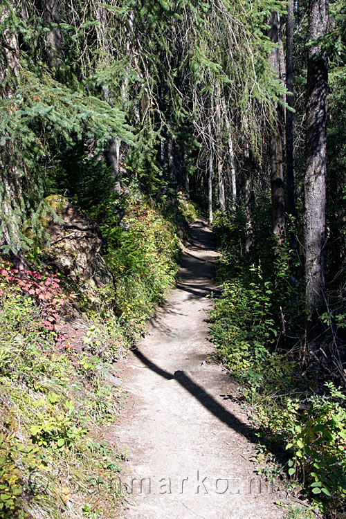 Het wandelpad naar de Wapta Falls in Yoho National Park