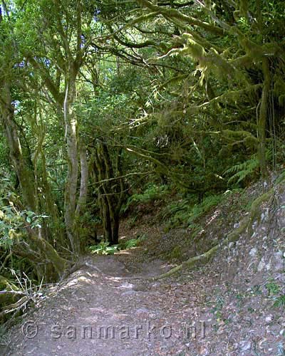 Het wandelpad door het Laurisilva bos onderweg naar El Cedro van La Gomera