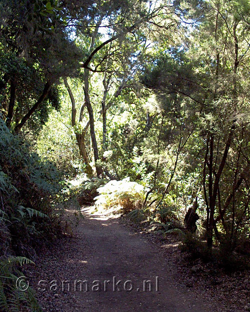 Het wandelpad bij door de bossen van Las Creces op La Gomera