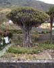 Een oude Drakenboom op Tenerife in Icod de Los Vinos