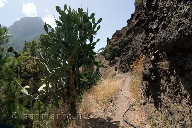 Het wandelpad vanaf Los Brecitos langs de Barranco de las Angustias op La Palma