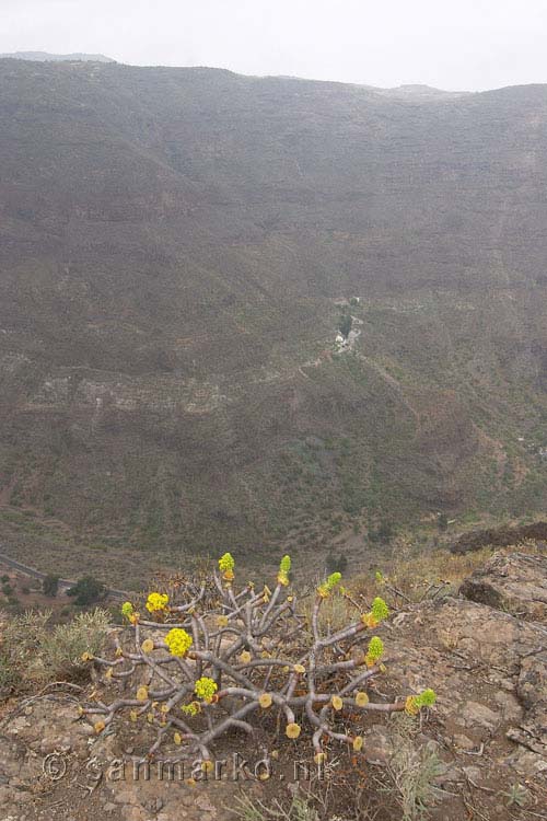 Het schitterende dal van Guayadeque op Gran Canaria