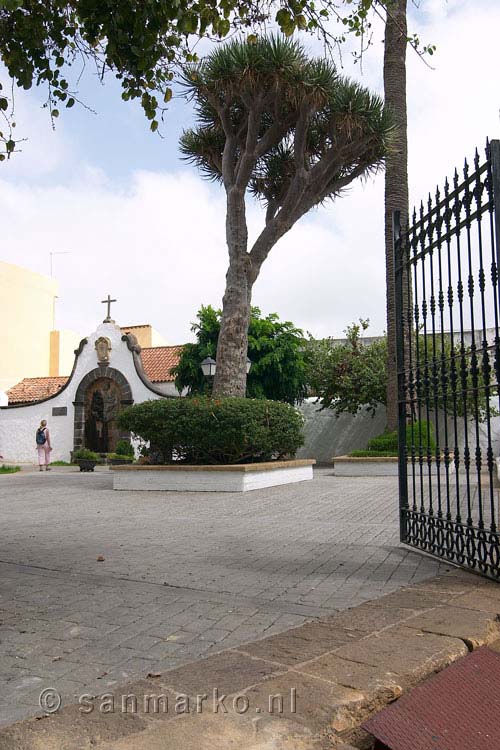 Een oude bijzondere Drakenboom in Teror aan de noordkant van Gran Canaria