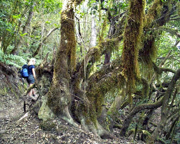Mos op de bomen in het schitterende Laurisilva bos op La Gomera