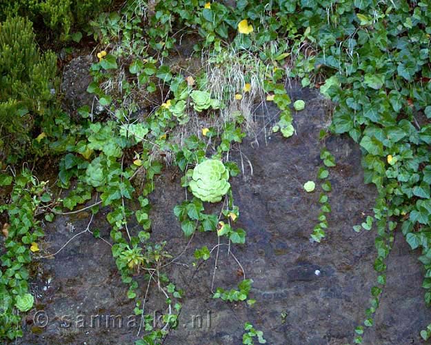 Muurbloempje langs de weg in de rotsen op La Gomera