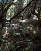 Het bijzondere oerbos Laurisilva bij Las Creses op La Gomera