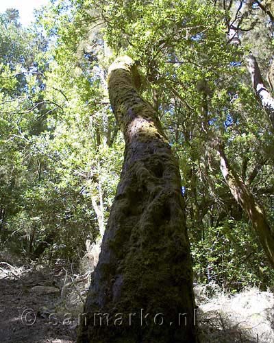 Scheve boom bij Las Creces op La Gomera