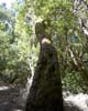 Scheve boom bij Las Creces op La Gomera