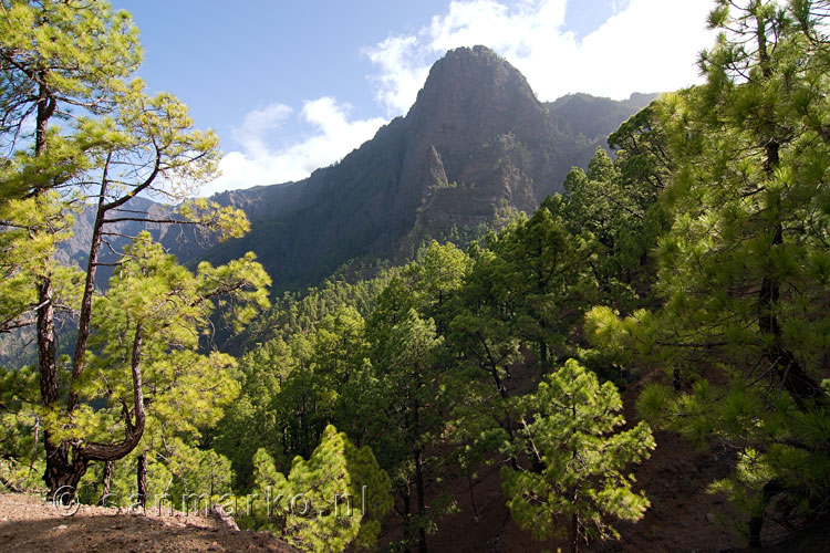 De bossen bij La Cumbrecita bij Caldera de Taburiente op La Palma