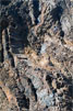 Gestold lava langs het wandelpad bij La Cumbrecita op La Palma