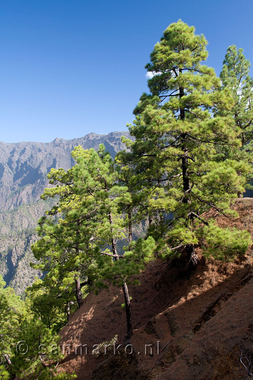 Wandelen door Canarische dennenbomen bij La Cumbrecita op La Palma