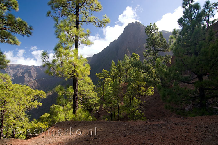 Uitzicht tussen de bomen door over de Caldera de Taburiente op La Palma