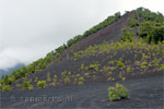 Montana Quemada (1362 m) vlakbij Refugio del Pilar op La Palma