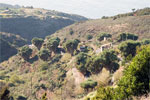 De drakenbomenhaag bij Barlovento op La Palma