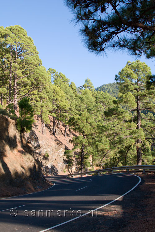 Canarische dennenbomen langs de weg naar Roque de los Muchachos op La Palma