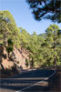 Canarische dennenbomen langs de weg naar Roque de los Muchachos op La Palma