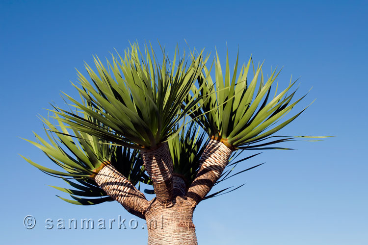 Drakenboom bij ons vakantiehuisje in El Paso op La Palma