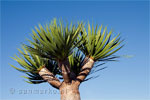 Drakenboom bij ons vakantiehuisje in El Paso op La Palma