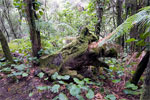 Vanaf het wandelpad een boom met mos in Bosque de Los Tilos op La Palma