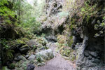 Het  wandelpad door de Barranco de Agua bij Los Tilos op La Palma