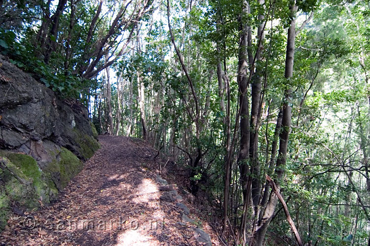 Uitzicht op het wandelpad door het Bosque de Los Tilos op La Palma