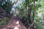 Uitzicht op het wandelpad door het Bosque de Los Tilos op La Palma