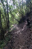 Het laurierbos van Bosque de Los Tilos op La Palma