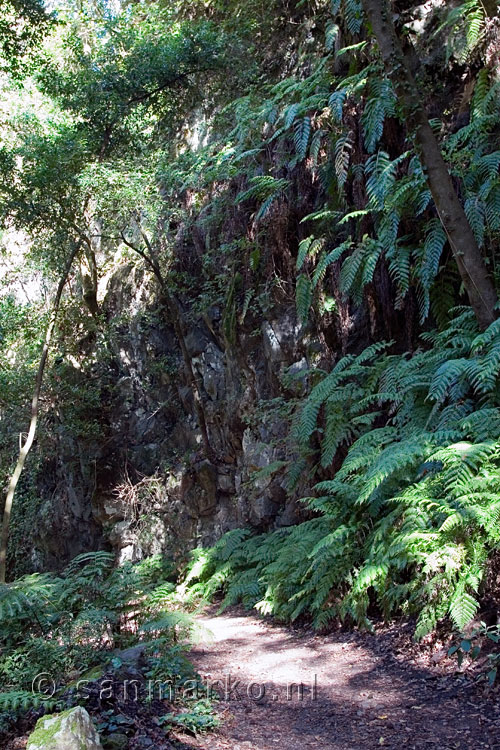 Schitterende varens in het Bosque de Los Tilos op La Palma